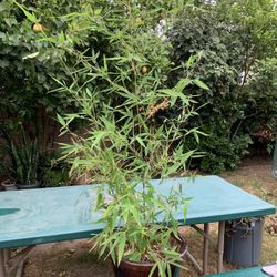 Bamboo Plant 
