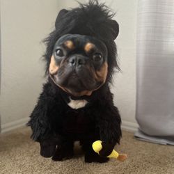 Dog Halloween Costume