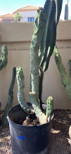 Thornless Multi-branched Totem Pole Cactus 
