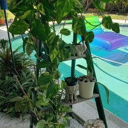 Vintage 4ft. Wooden Step Ladder - Geeat Plant Stands 