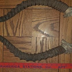 Antique Kudu Horns 23 Inch