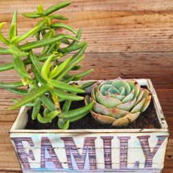 Cute Succulents In Mini Crates 
