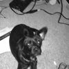 Ivan