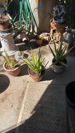 Aloe Vera Plants For $10 Each