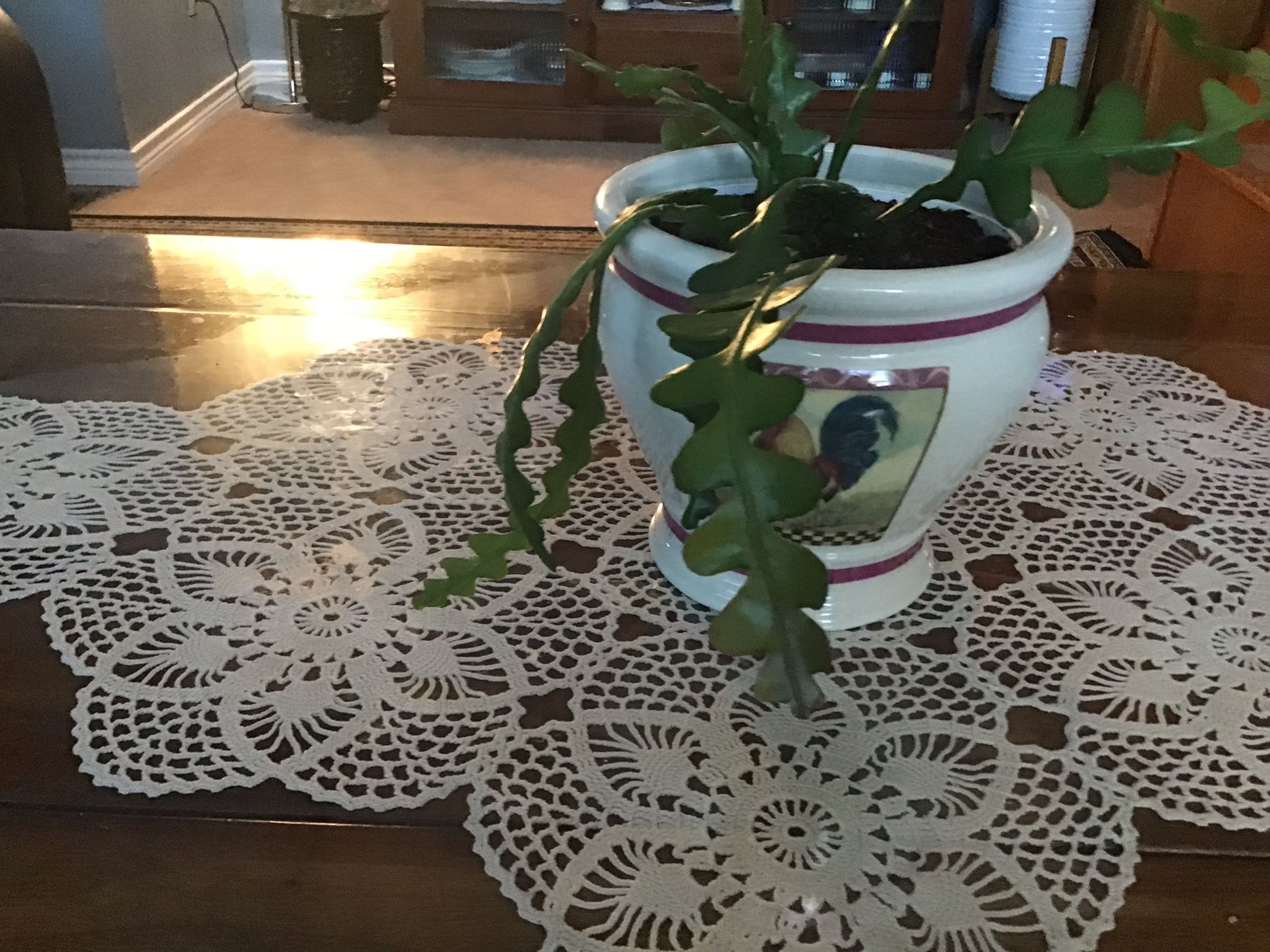 Fish Bone Cactus