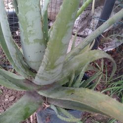 PLANTAS DE SAVILA