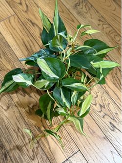 Rare philodendron silver stripe