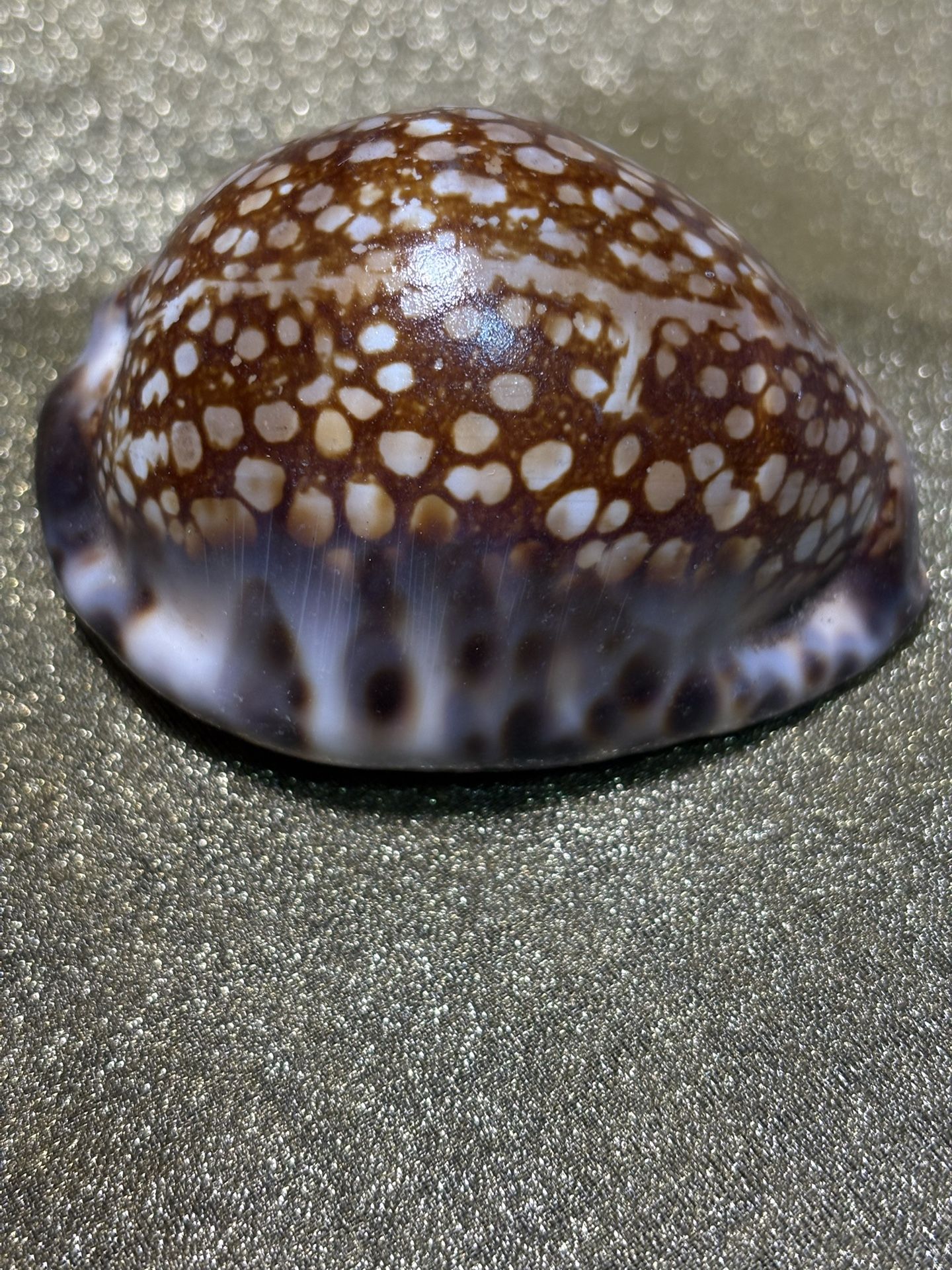 Large Cowries