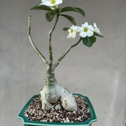 Desert Rose Bonsai White Flower 