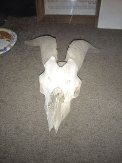 Real Animal Skull with Horns