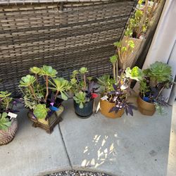 Many Beautiful Succulent Planters