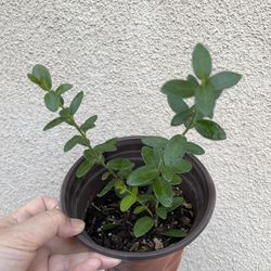 Beautiful Hoya Cummingiana Plant 6’pot