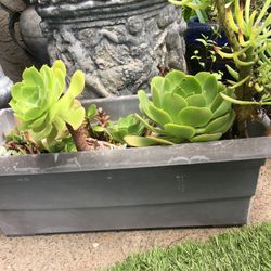 2 Rectangular Succulents Planters