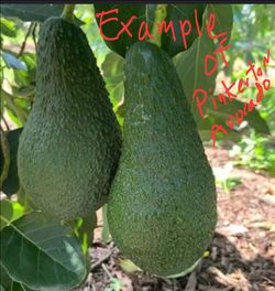 Pinkerton Avocado Tree