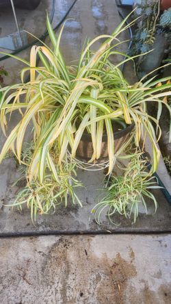 Planta Liston
