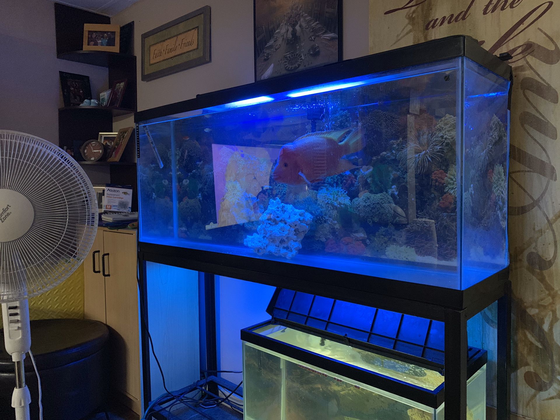 55 gallon Tank & stand & filter & leads