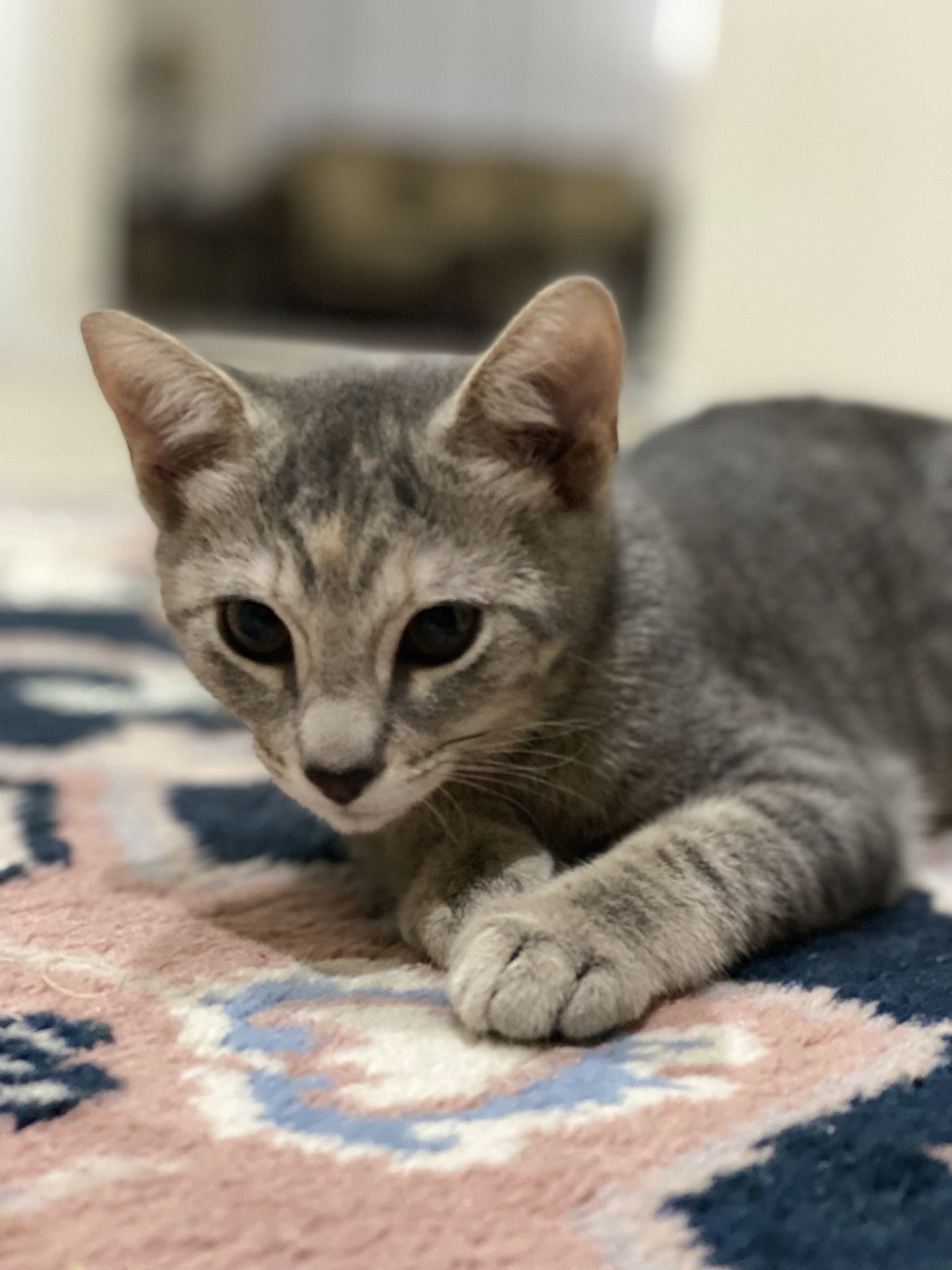 2 Month Old Kitten- American Shorthair