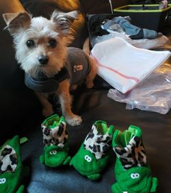 Dog frog booties