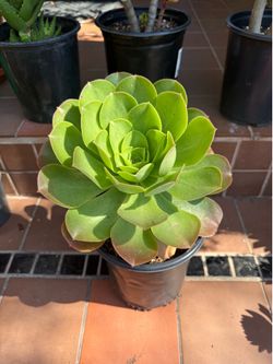 Aeonium Succulent Plant