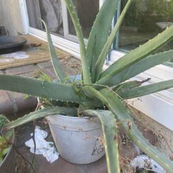 Aloe Vera Plant