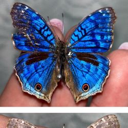 Butterflies For Crafts