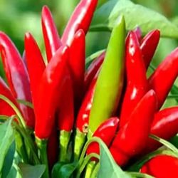 Thai Hot Peper Plant Fully Grown With Fruits