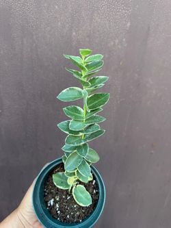 4” hoya cumingiana variegated