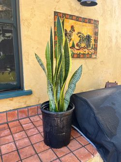 Large Snake Plant in Black Nursery Pot