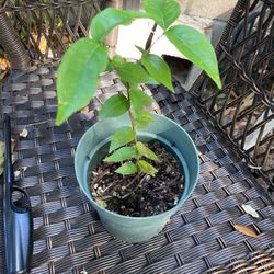 Surinam Cherry (aka Brazilian cherry) 