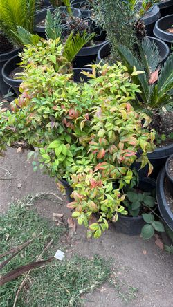 Nandina plant
