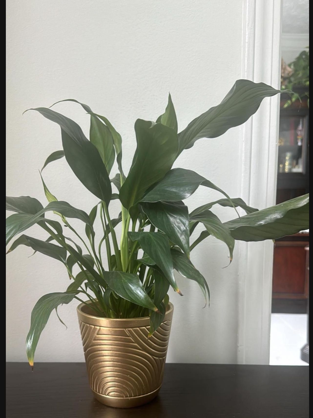 Peace Lily