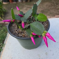 Blooming Easter Cactus
