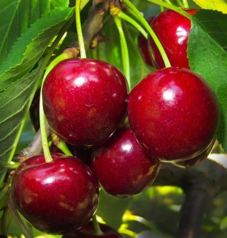 New Fruit Trees are available! We have Apple, Apricot, Cherry  Apple, Guava, Peach, Cherry, Avocado, Nectarine, Pear, Apricot, Plum  Trees