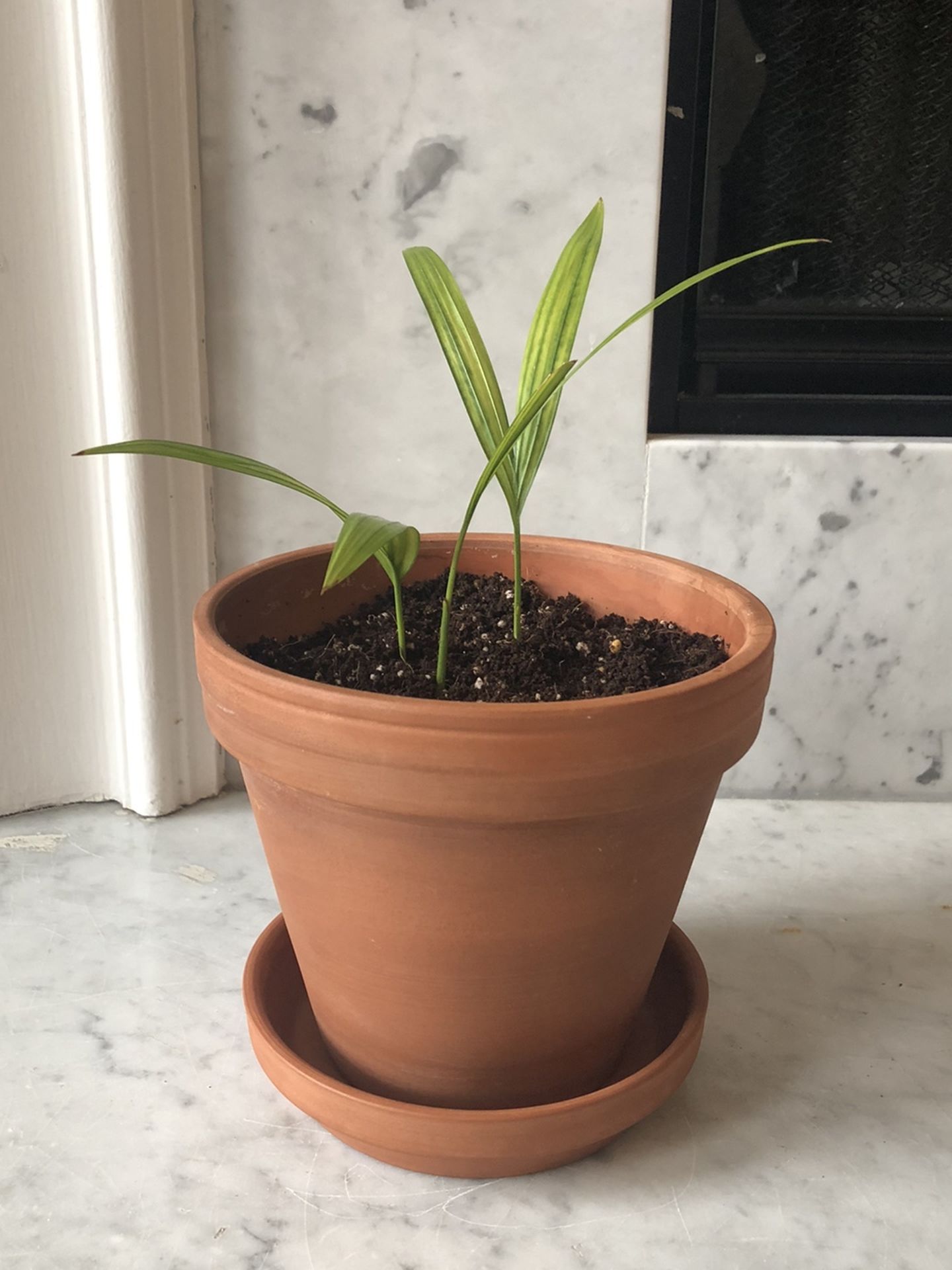 Live Plants Areca Palm Seedings in Terracotta Pot