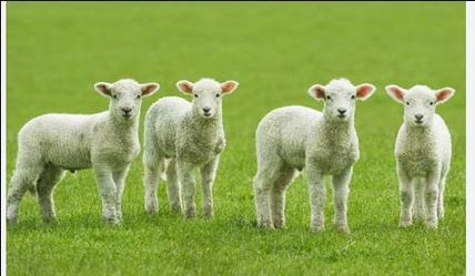 New Zealand lamb