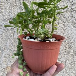 Succulent Arrangement 