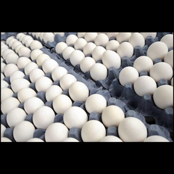 Huebos por Caja Jumbos de 100 huebos blancos y cafés