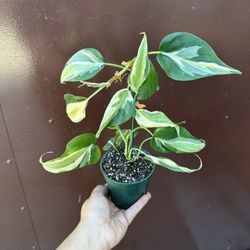 4” philodendron rio 