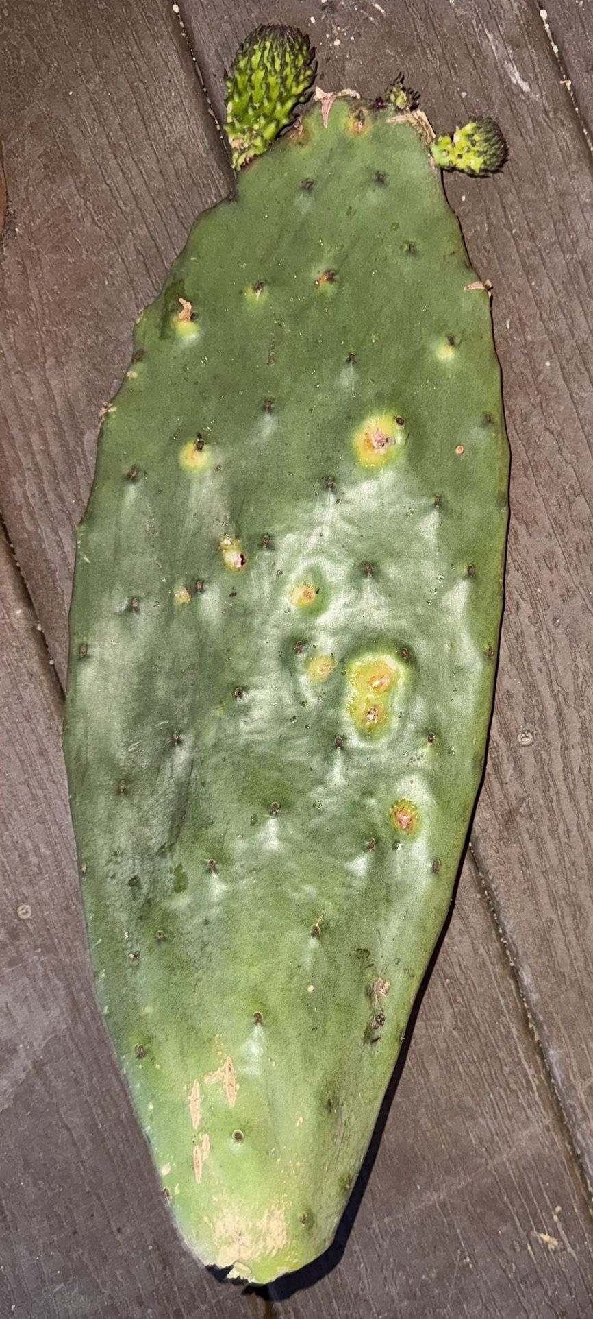 Large Prickly pear (opuntia) Cactus Cutting