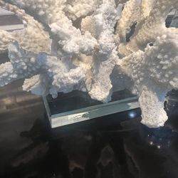 Faux Coral Piece On Glass Block 