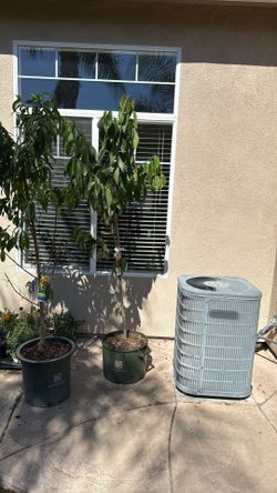 Bing Sweet Cherry 8 feet tall