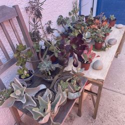 ‼️🌵🪻Moving-out PLANTS SALE! Everything Must Go‼️🌱🪴