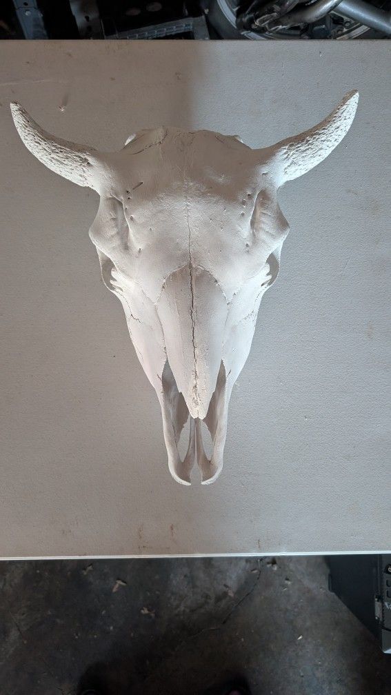Cow Skull