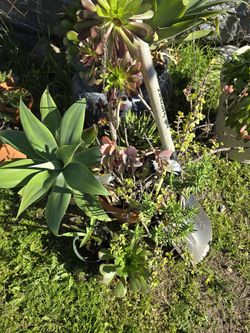 Variety Of Succulents and Agave.
