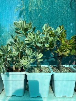 Plants for Sale
