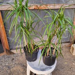 Dracaena Madagascar Dragon Plant 8" Pot $5 Each