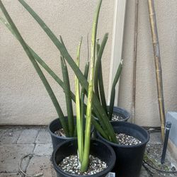  Sansevieria Plant - 5 Gallon $10 Each