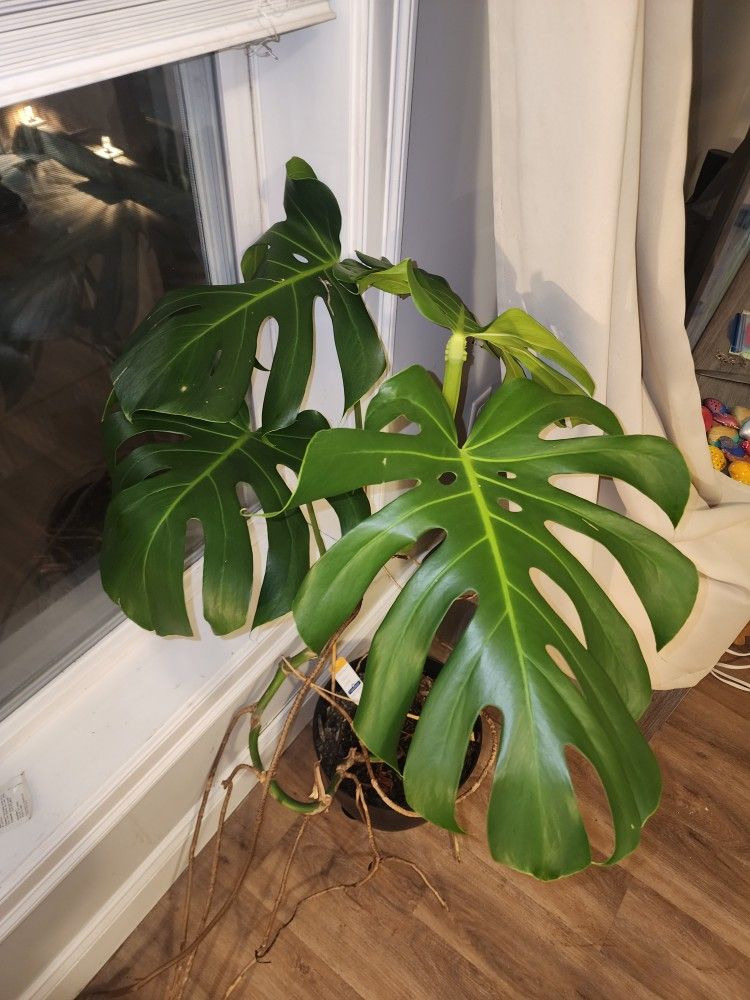 Big Monsteria Plant With Free Petunia