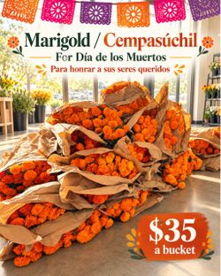 Marigold / cempasúchil