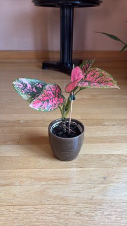 Pink Chinese Evergreen, Aglaonema 'Lady Valentine'